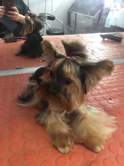 Grooming Van Image