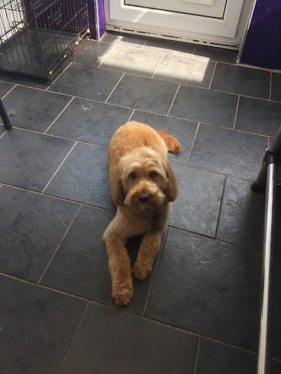 Grooming Van Image