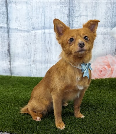 Grooming Van Image