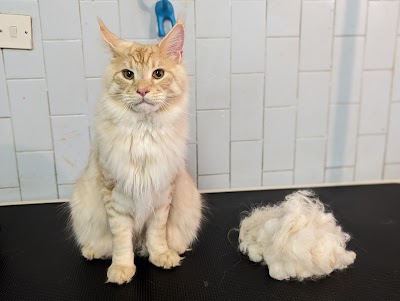 Grooming Van Image