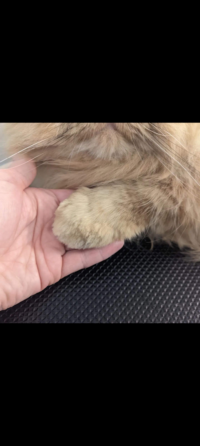 Grooming Van Image