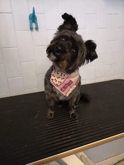 Grooming Van Image