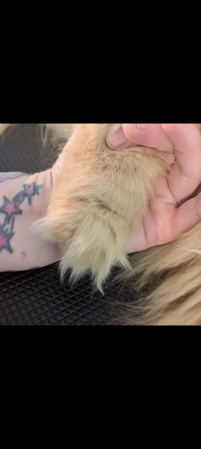 Grooming Van Image