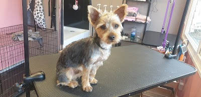 Grooming Van Image