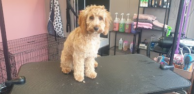 Grooming Van Image