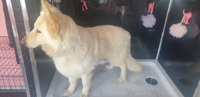 Grooming Van Image