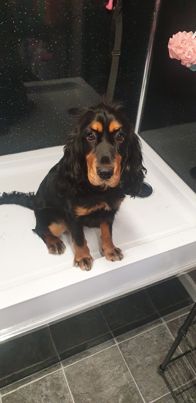 Grooming Van Image