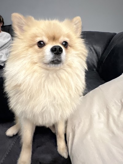 Grooming Van Image