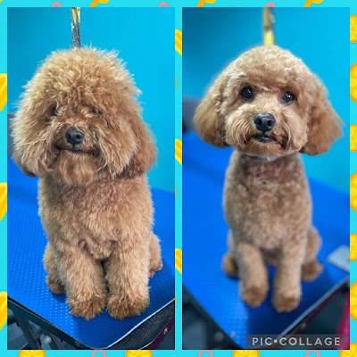 Grooming Van Image