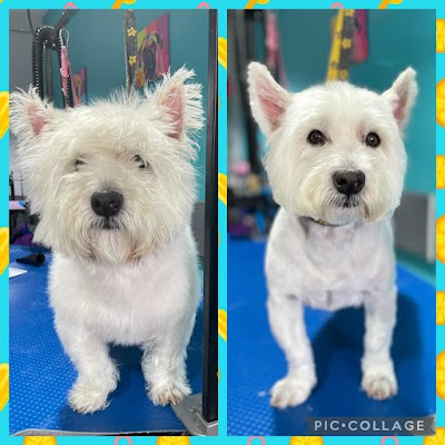 Grooming Van Image