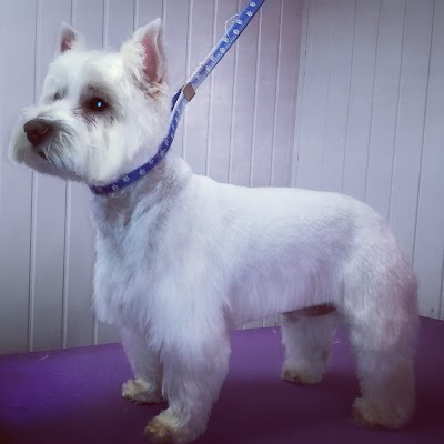 Grooming Van Image