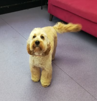 Grooming Van Image