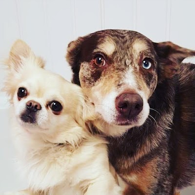 Grooming Van Image