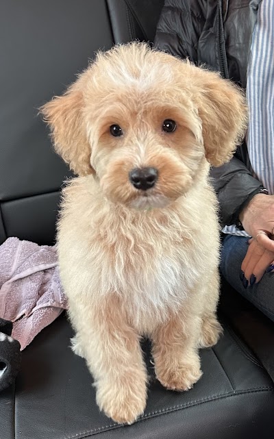Grooming Van Image
