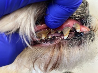 Grooming Van Image