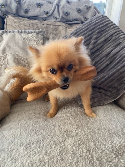 Grooming Van Image