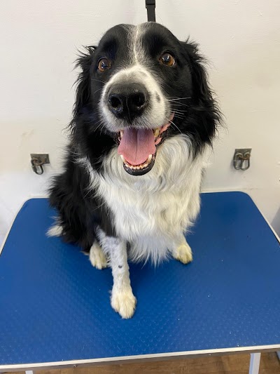 Grooming Van Image