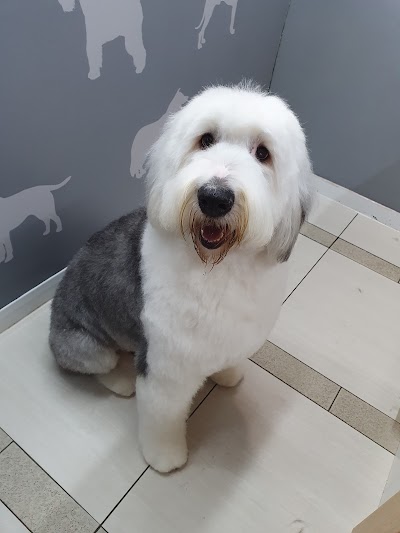 Grooming Van Image