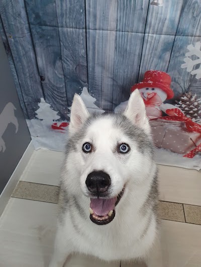 Grooming Van Image