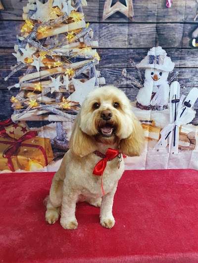 Westoe Dog Grooming
