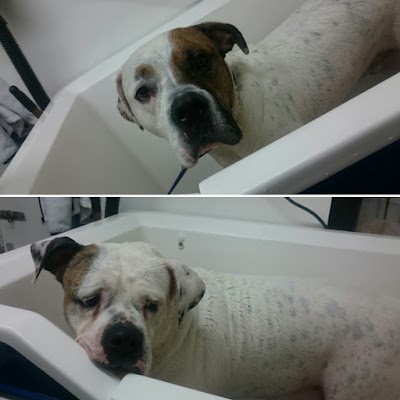 Grooming Van Image