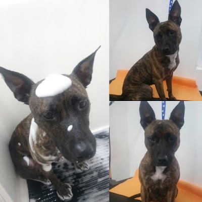 Grooming Van Image