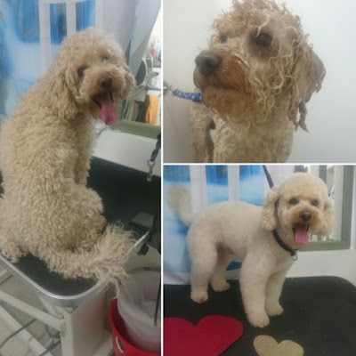 Grooming Van Image