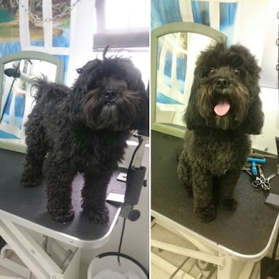 Grooming Van Image