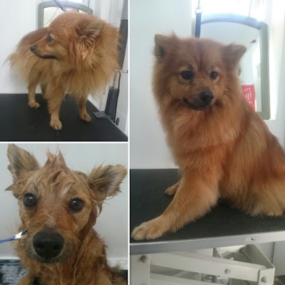 Grooming Van Image