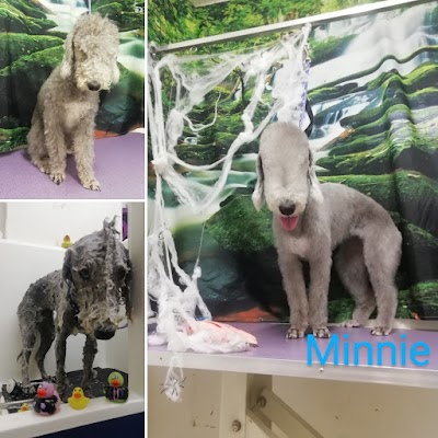 Grooming Van Image