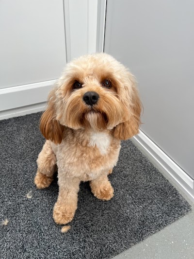 ALL KIND Dog Grooming