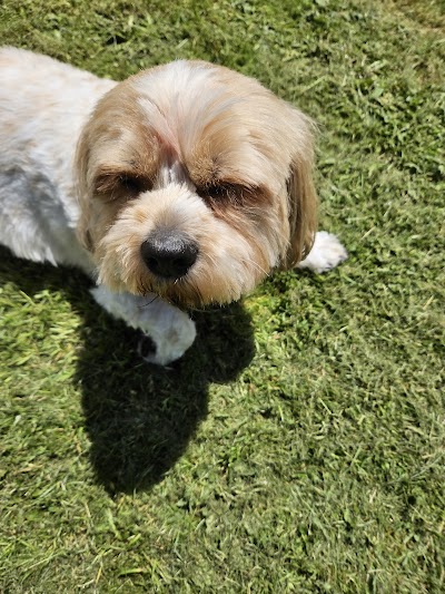 Grooming Van Image