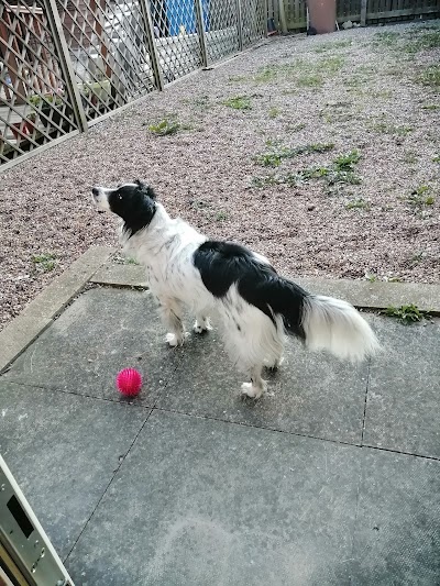 Grooming Van Image