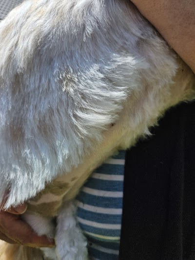 Grooming Van Image