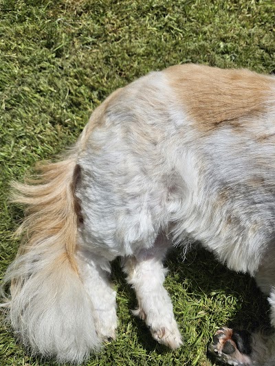 Anna's Dog Grooming