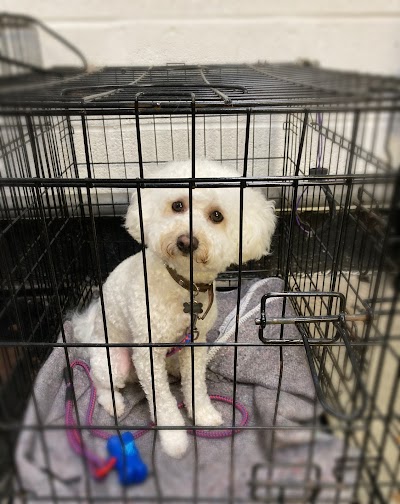 Grooming Van Image
