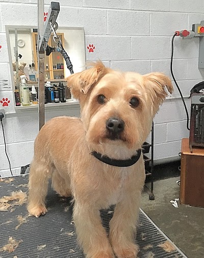 Grooming Van Image