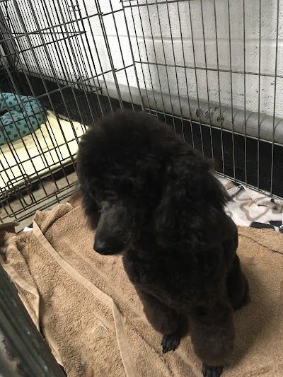 Grooming Van Image