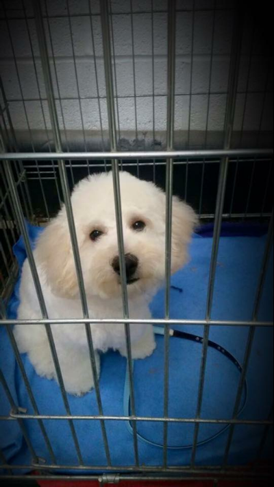 Grooming Van Image