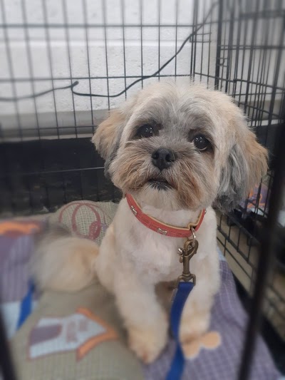 Grooming Van Image