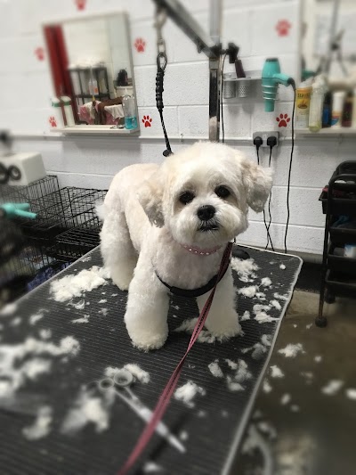 Grooming Van Image