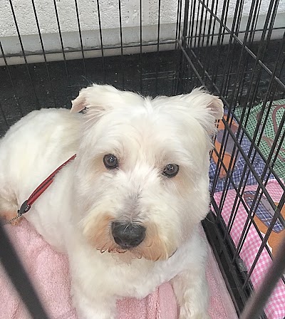 Barking Cuts