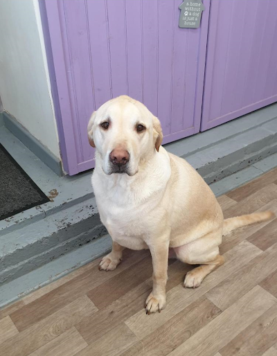 Grooming Van Image