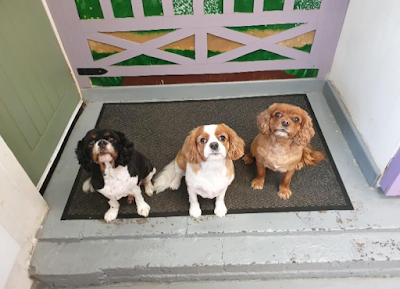 Grooming Van Image