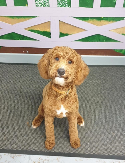 Grooming Van Image
