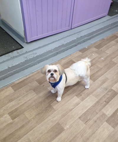 Grooming Van Image