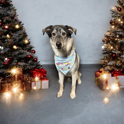 Bubbles & Barks Dog Groomers