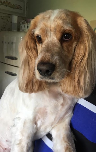 Grooming Van Image