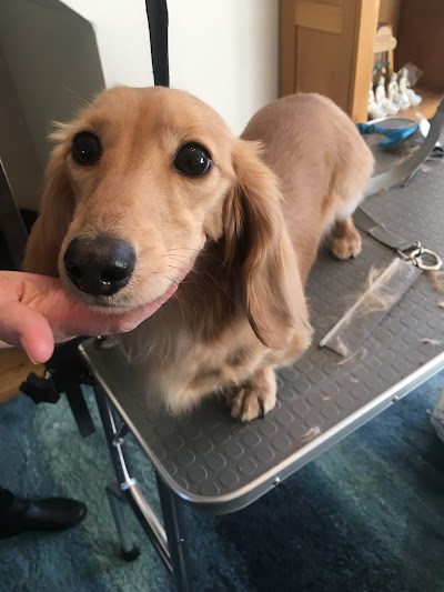 Grooming Van Image