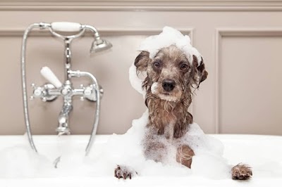 Grooming Van Image